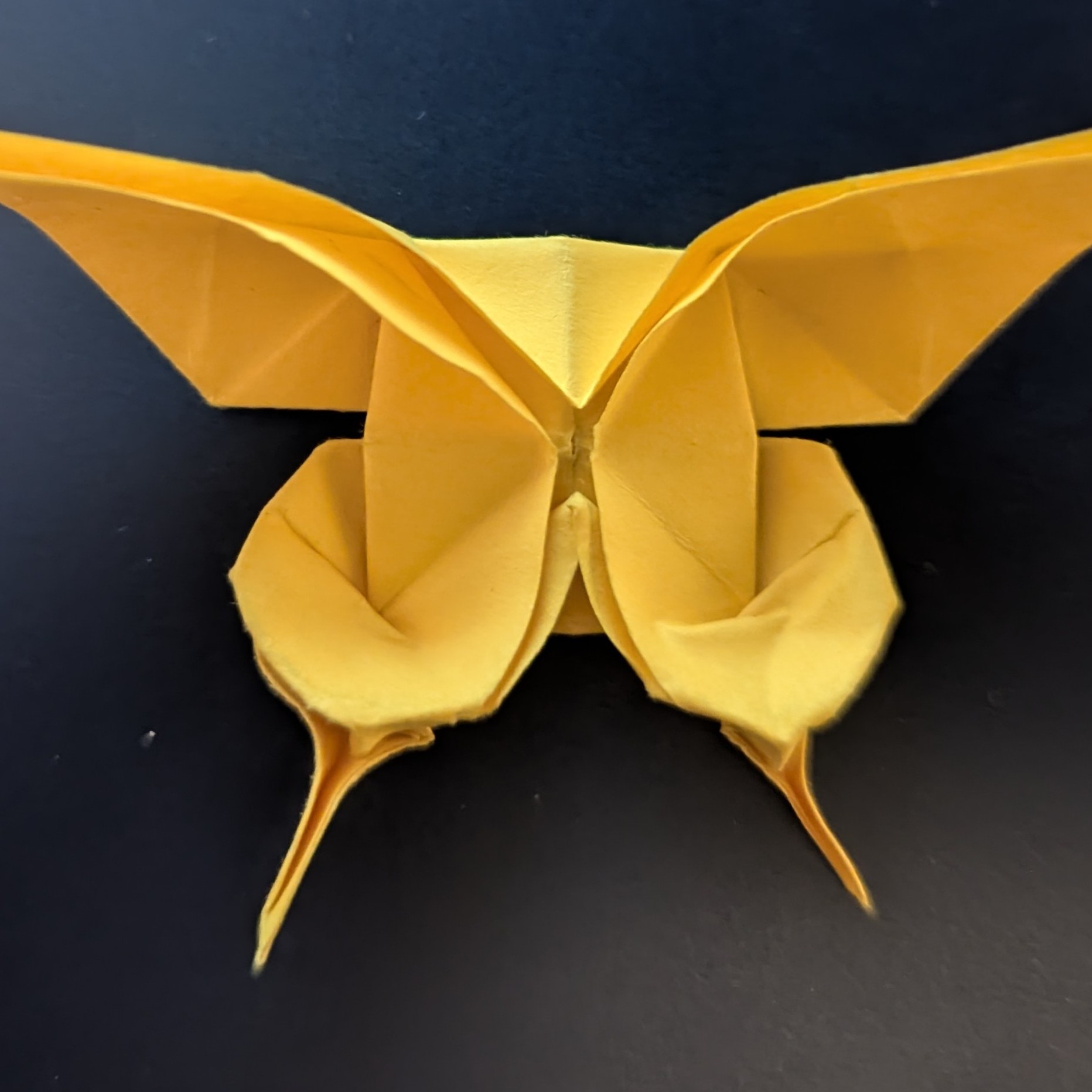 Schmetterling